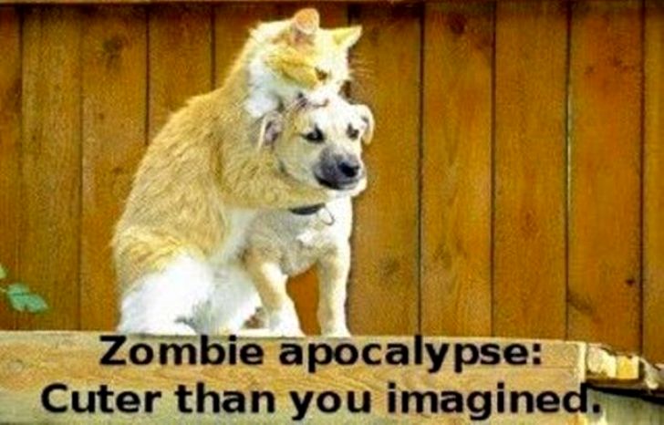 Cat Zombie